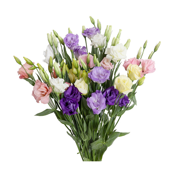 Lisianthus