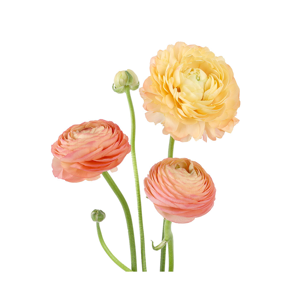 Ranunculus - Elegance/Standard- Peach