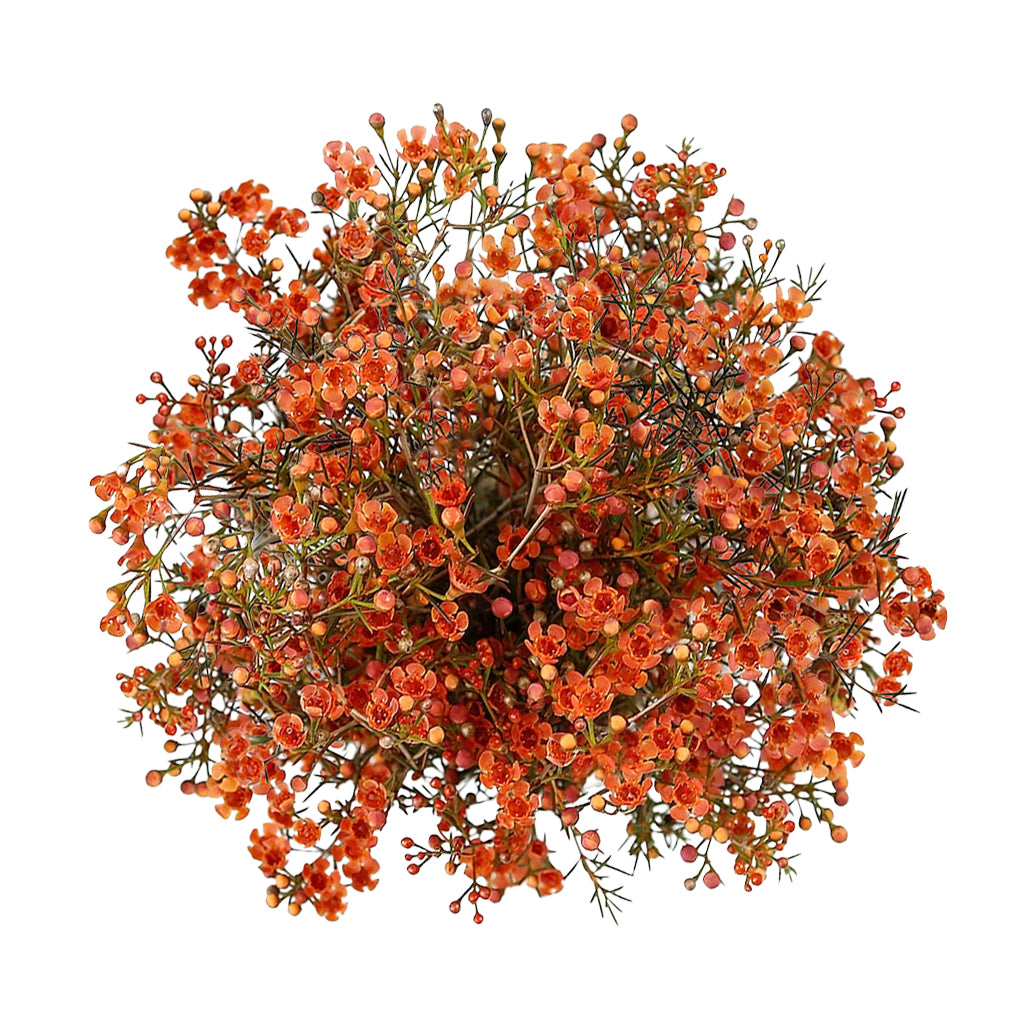 Wax Flower - Tinted Orange