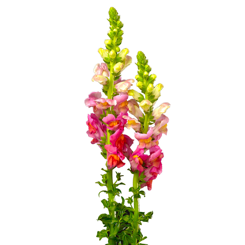 Snapdragon - Orange