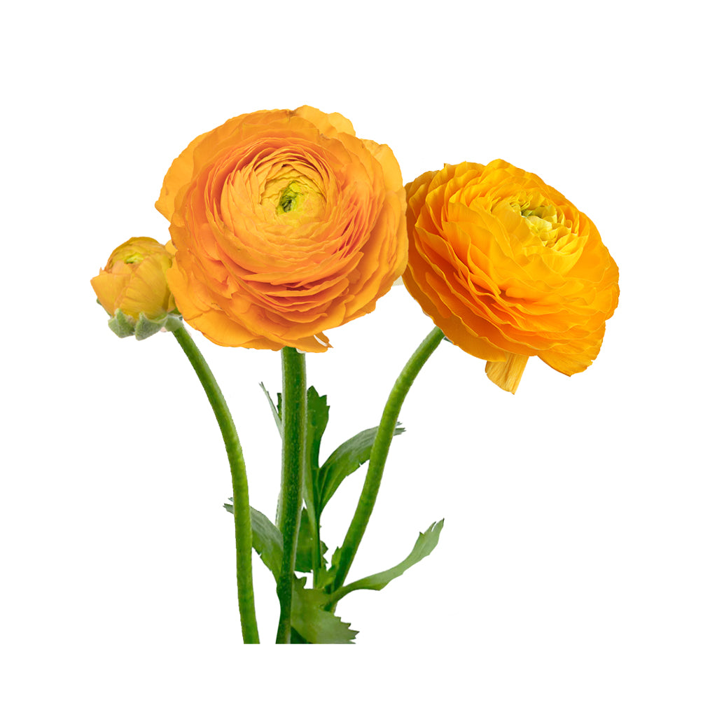 Cloni Ranunculus - Mandarino (Orange)