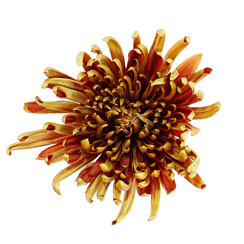 Disbud Mum - Bronze Cocoa