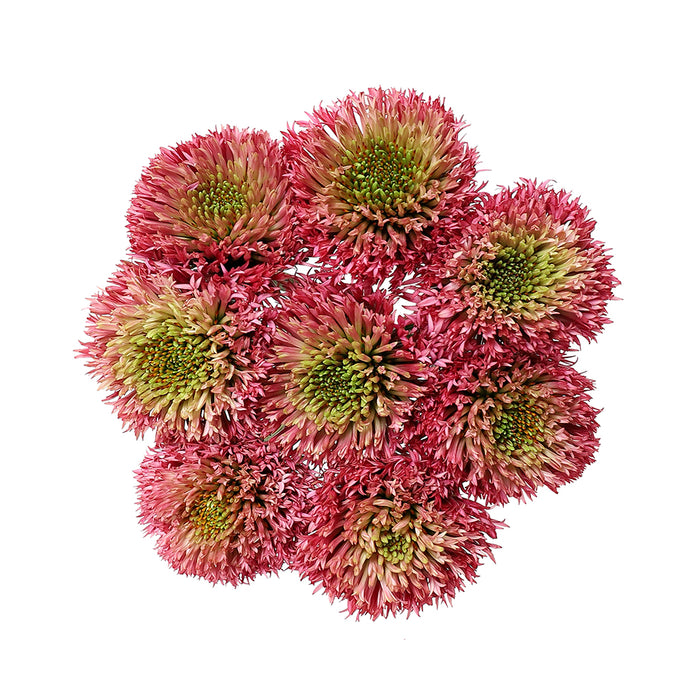 Echinacea - Default Title