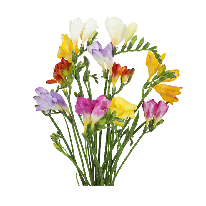 Freesia - Assorted