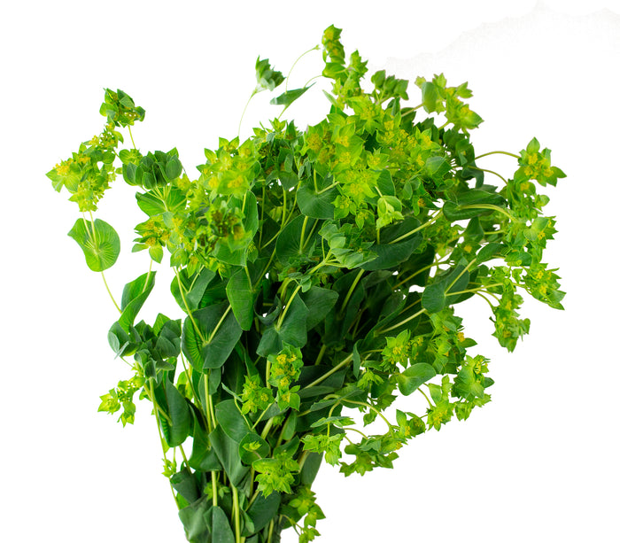 Bupleurum - Default Title