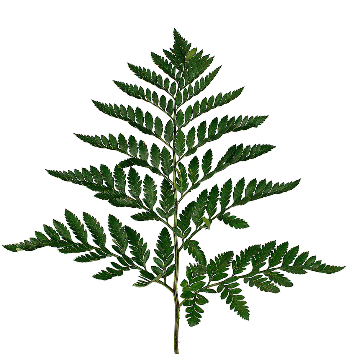 Leather Leaf - Default Title