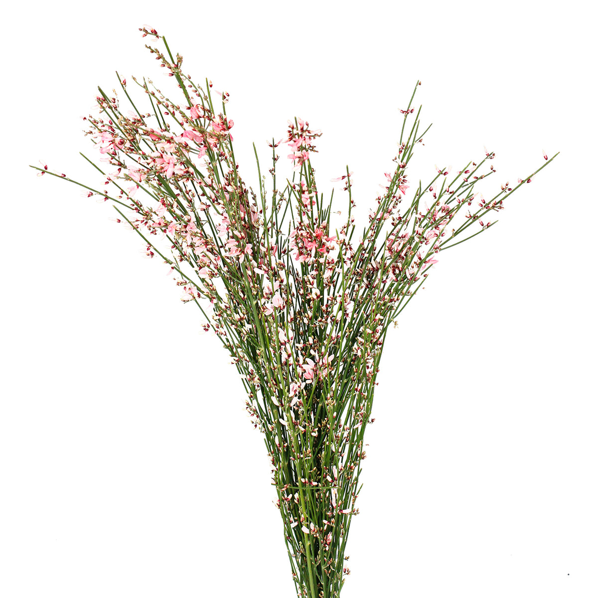 Genista - Hot Pink