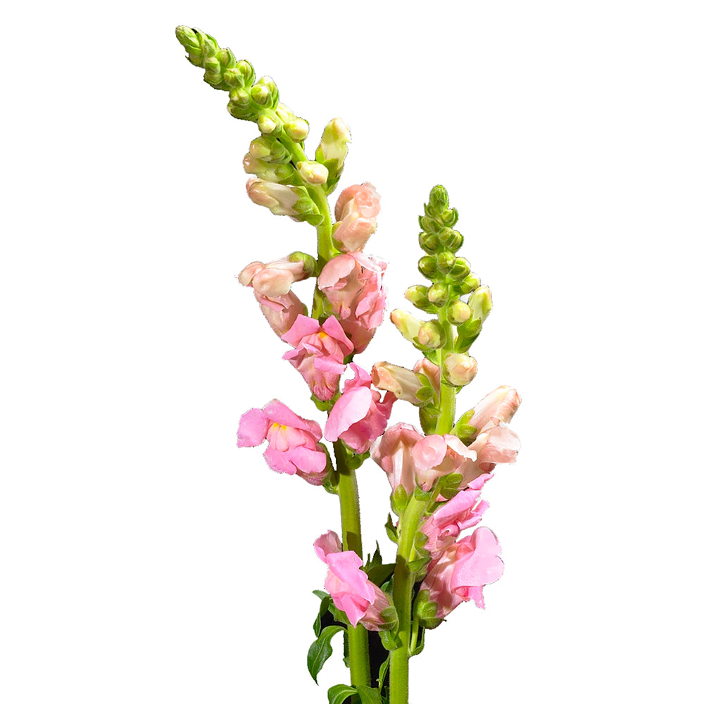 Snapdragon - Pink