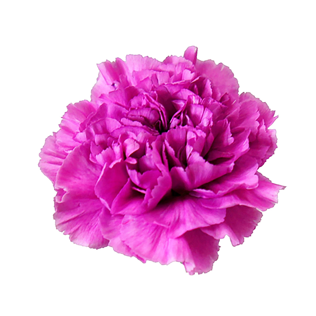 Carnation - Lavender (Farida)