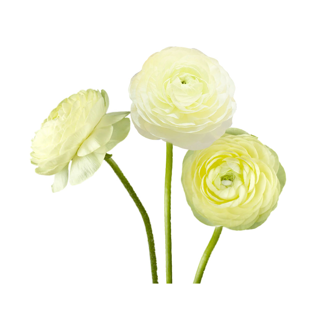 Ranunculus - Elegance/Standard- Cream