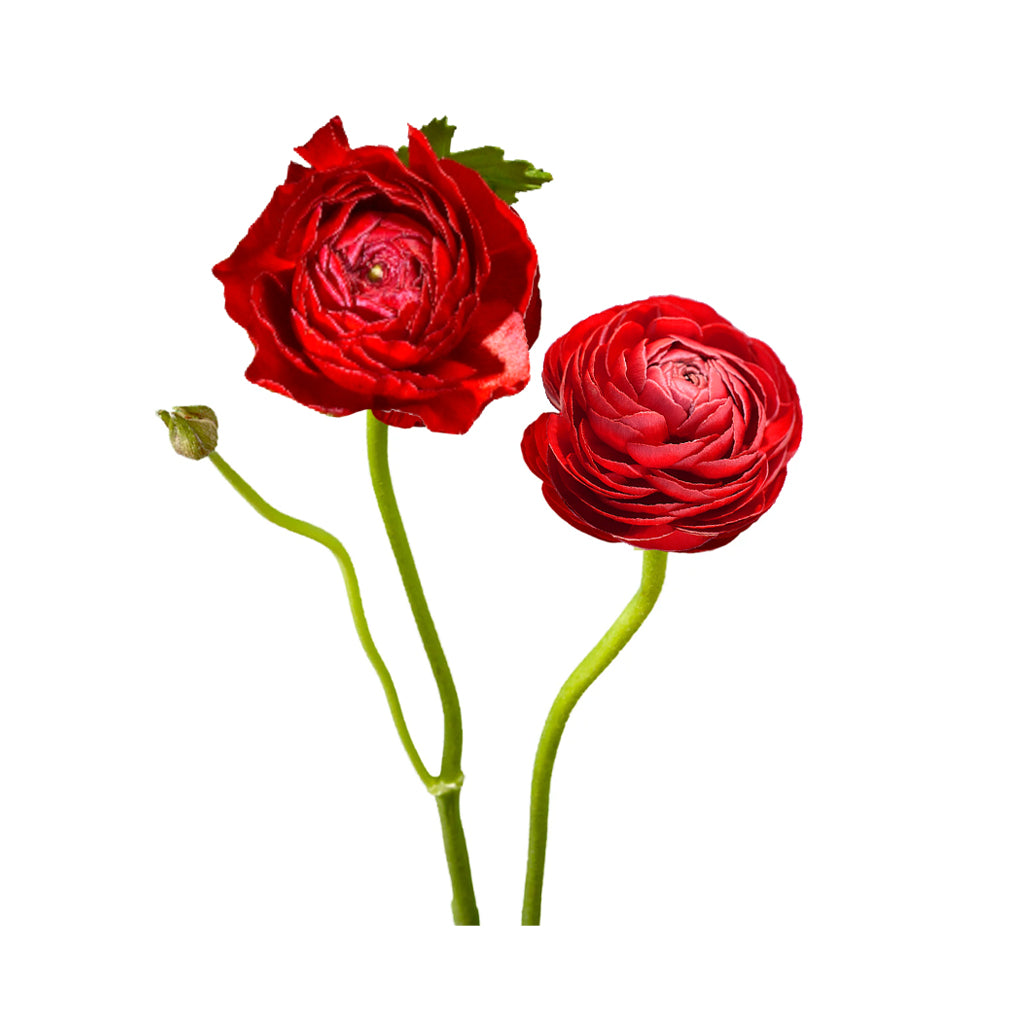 Ranunculus - Elegance/Standard- Red