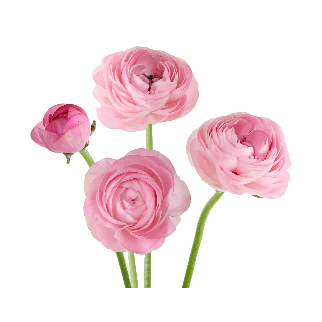 Ranunculus - Elegance/Standard- Pastello (Light Pink)