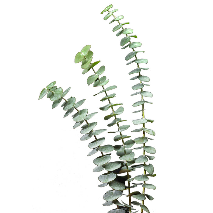 Eucalyptus - Baby Blue