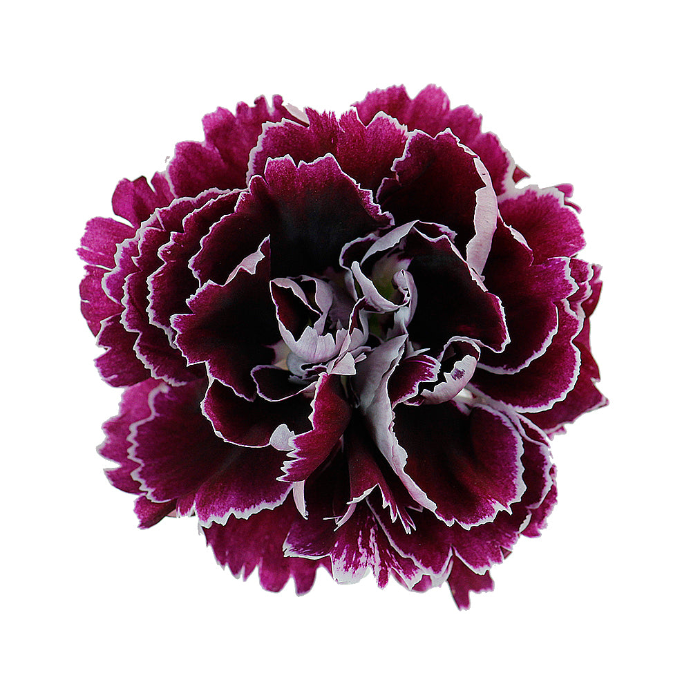 Carnation - Minerva