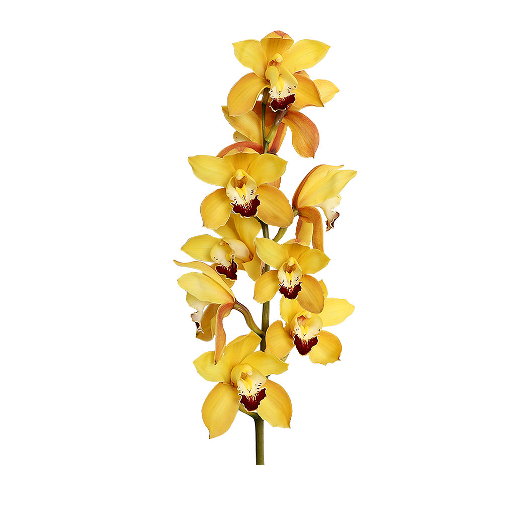 Orchid- Cymbidium - Default Title
