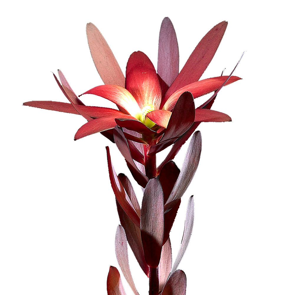 Protea