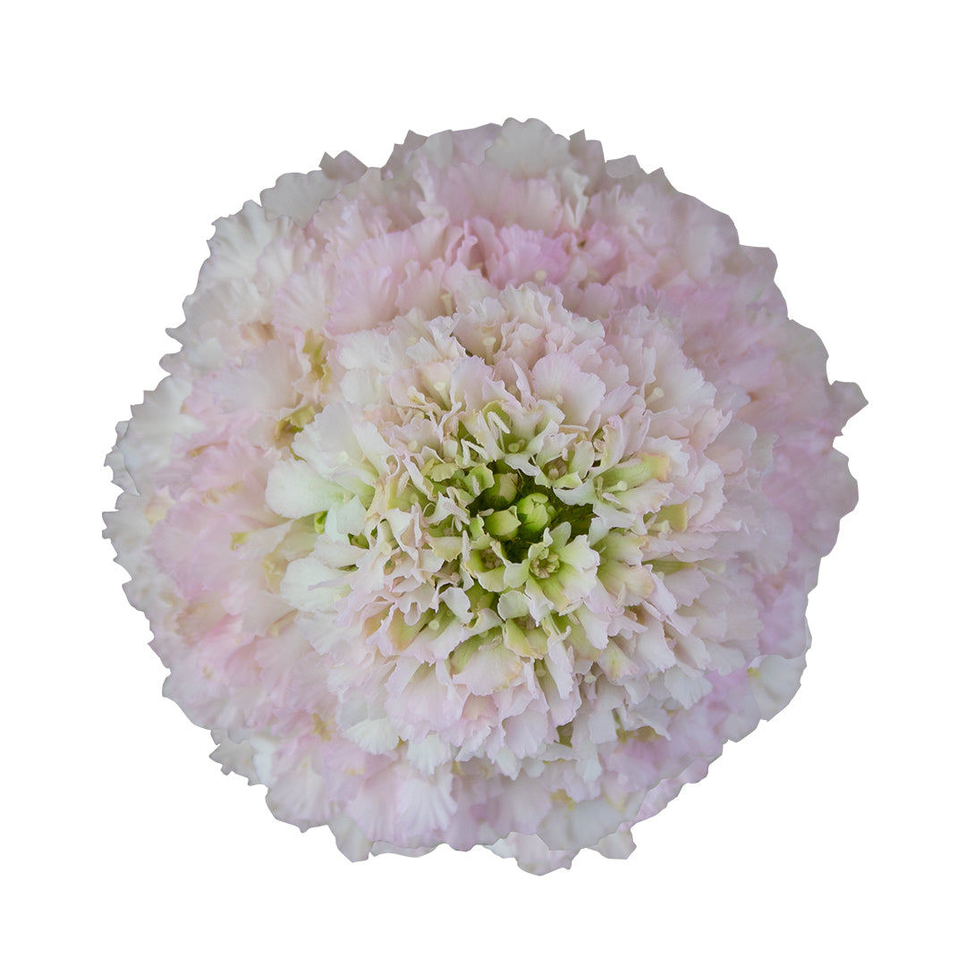 Scabiosa - Light Pink - French Vanilla Scoop
