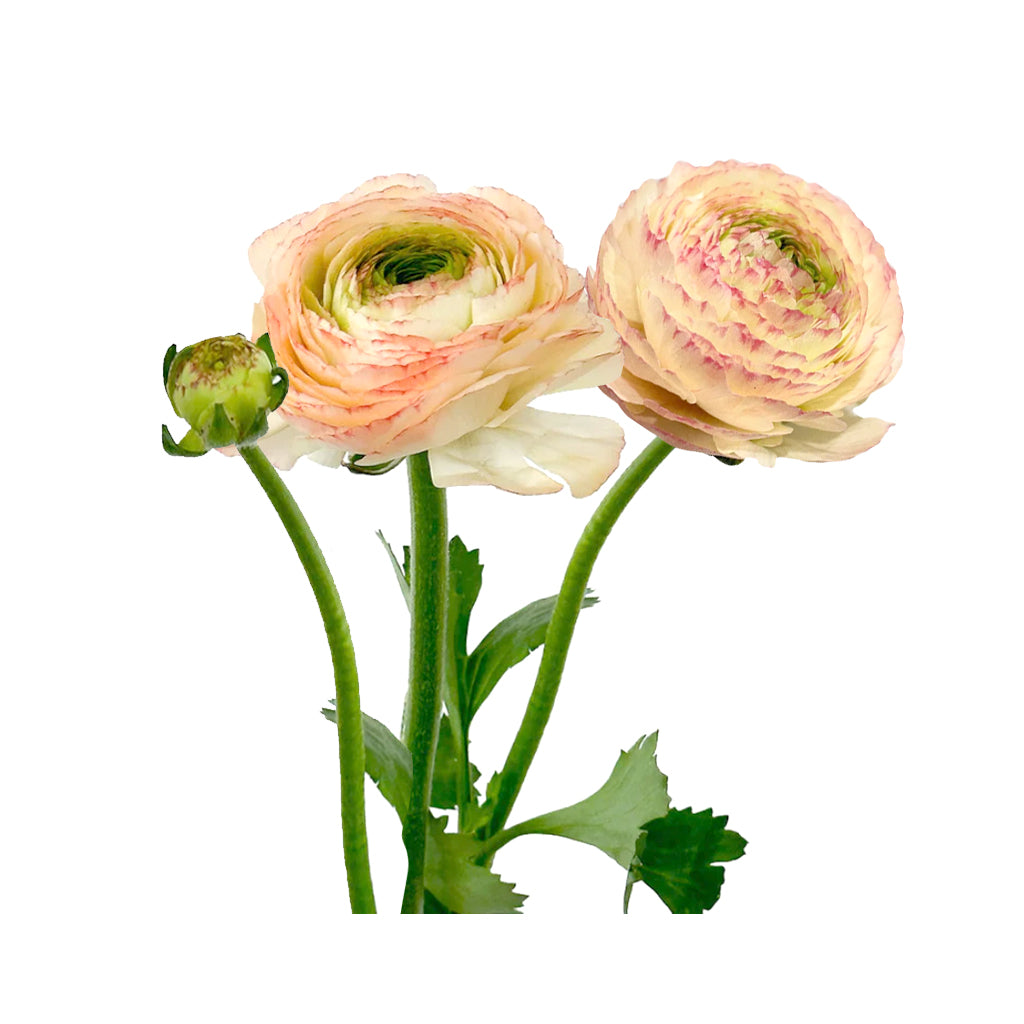 Cloni Ranunculus - Touareg Light Peach