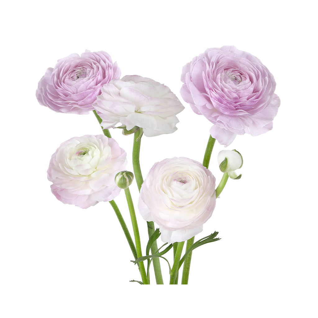 Ranunculus - Elegance/Standard- White