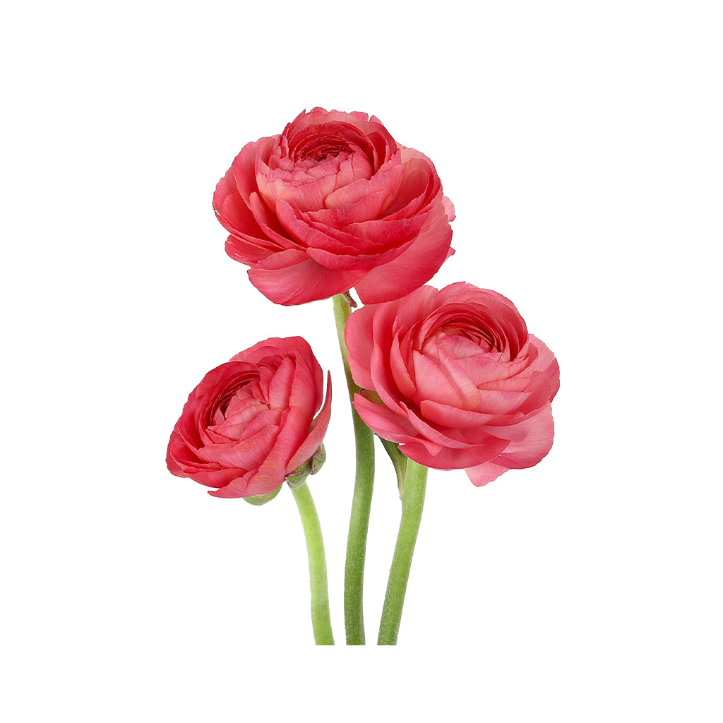 Cloni Ranunculus - Fragolino Coral