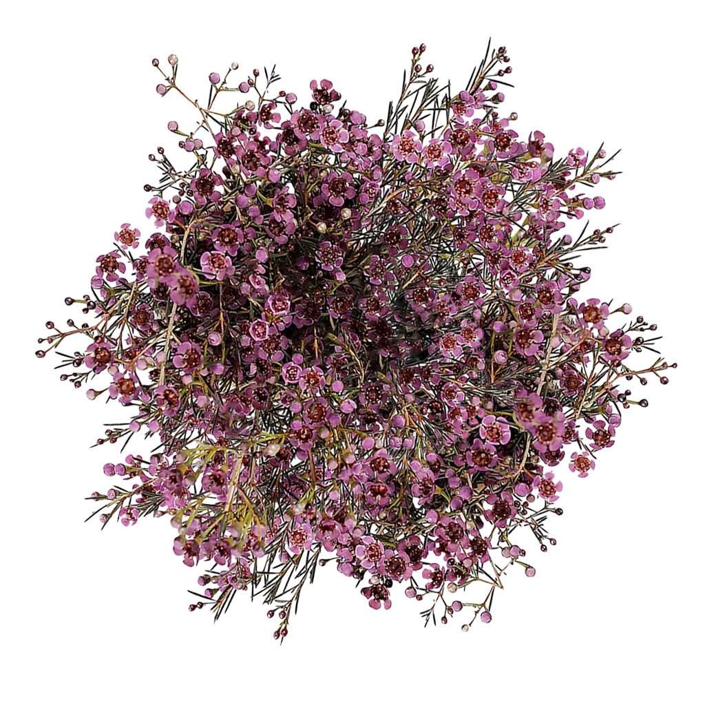 Wax Flower - Burgundy