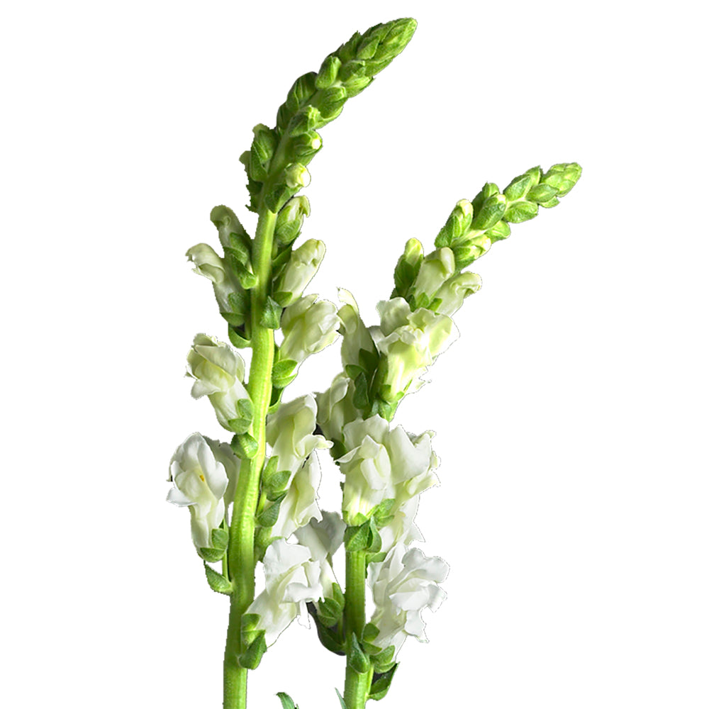 Snapdragon - White
