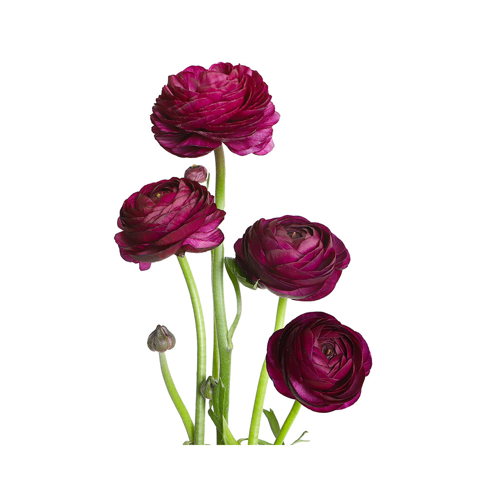 Ranunculus - Elegance/Standard- Malva (Plum)