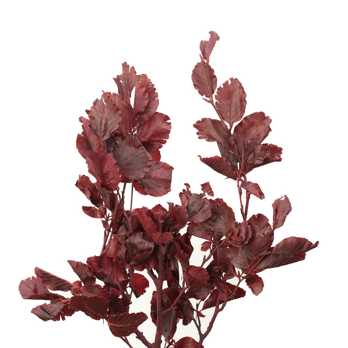 Copper Beech - Default Title