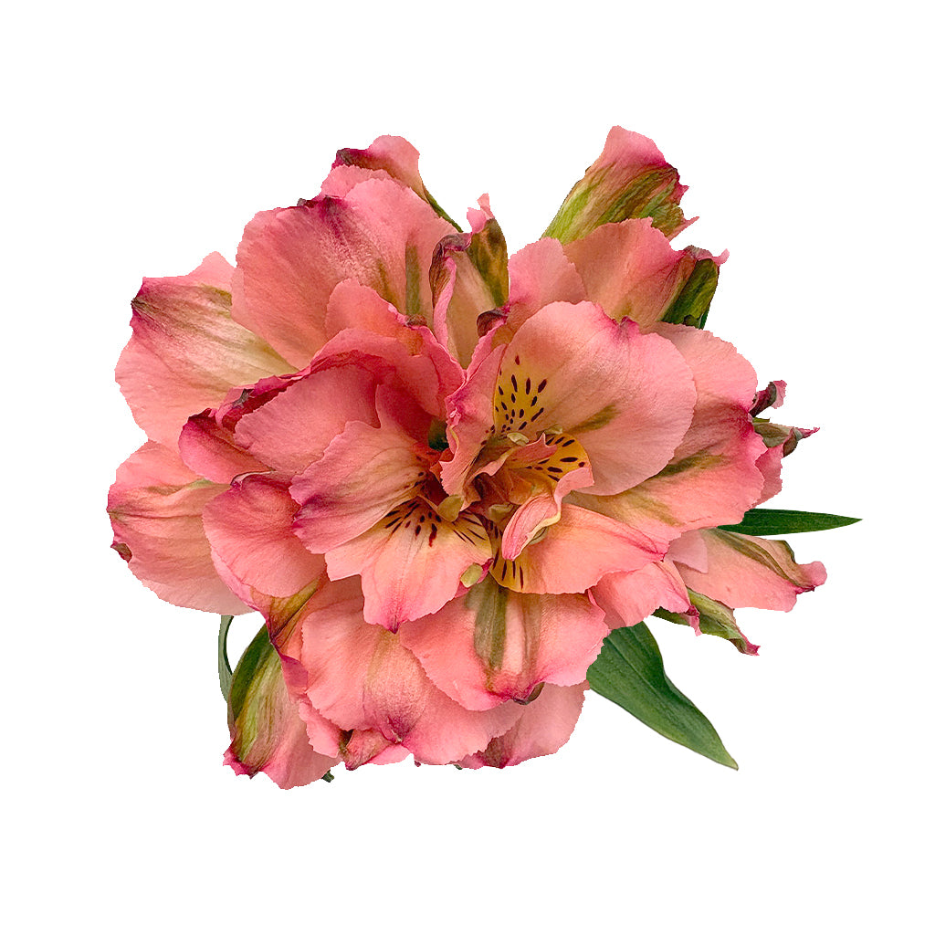 Alstroemeria- Fancy - Fancy- Salmon Pink