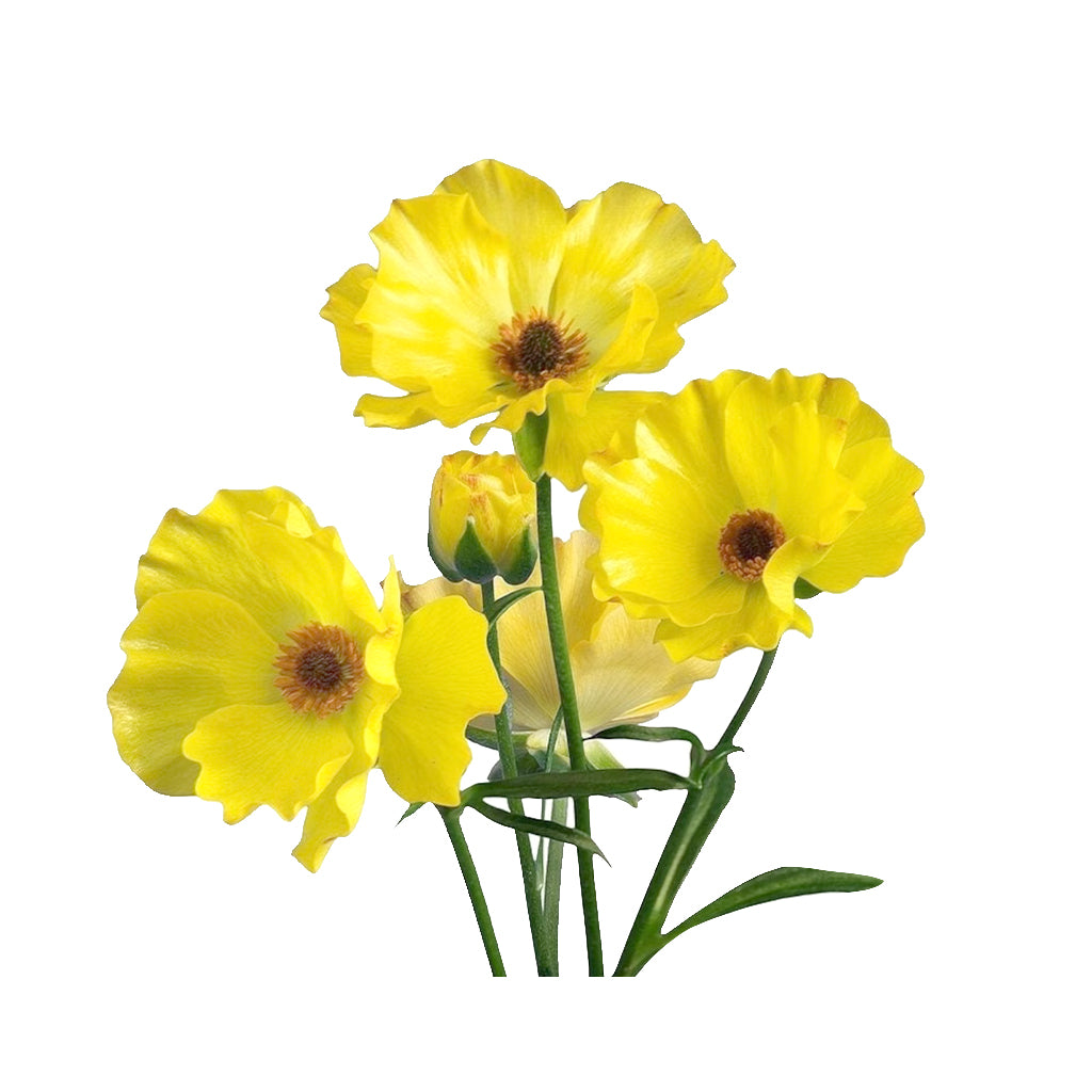 Butterfly Ranunculus - Artemis Yellow