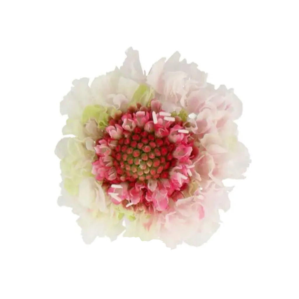 Scabiosa - Strawberry Scoop Red
