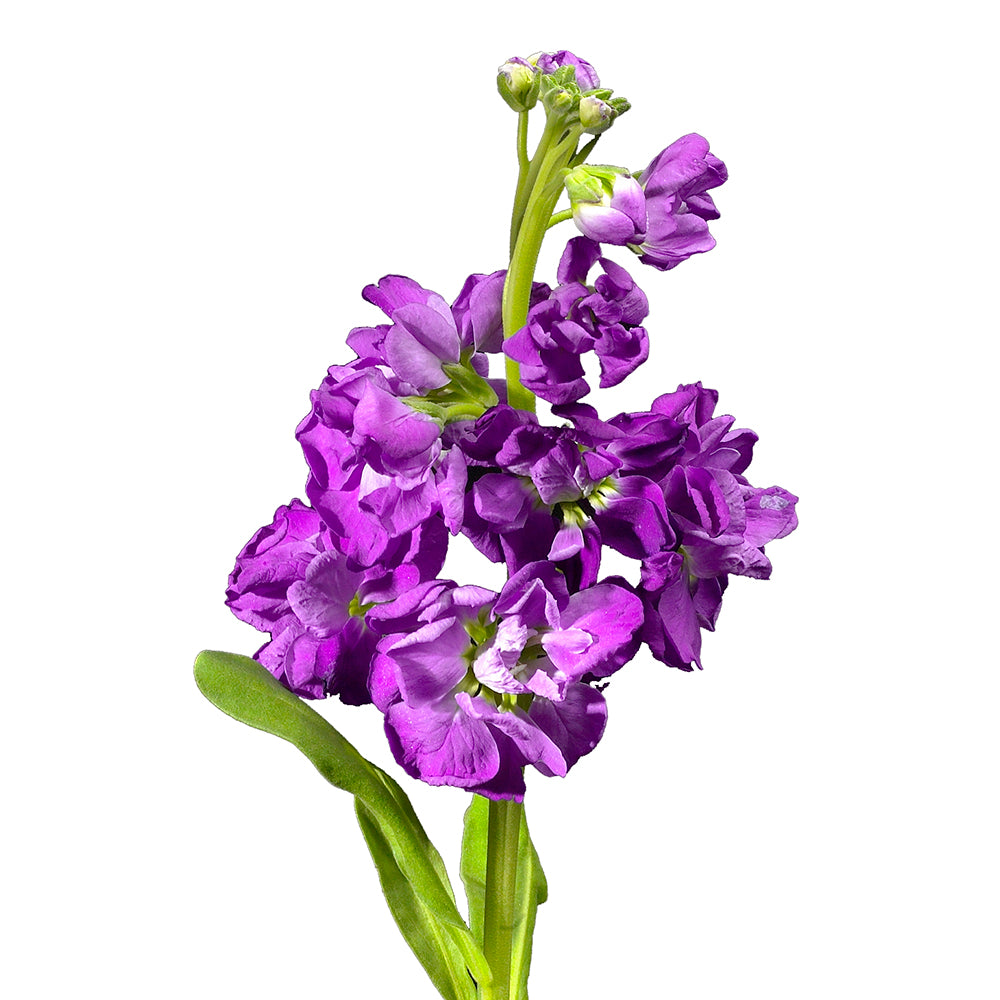 Stock - Purple