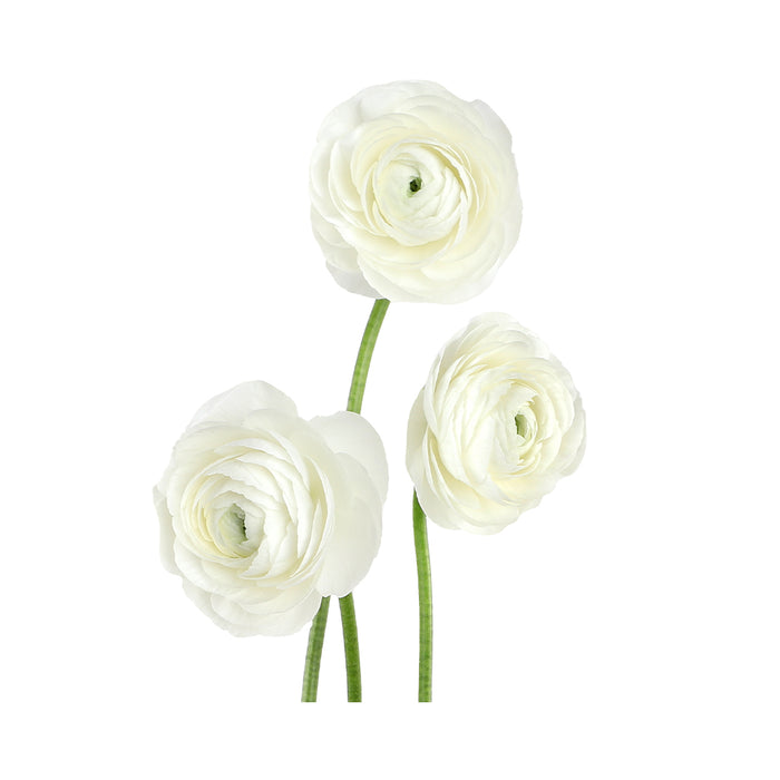 Ranunculus