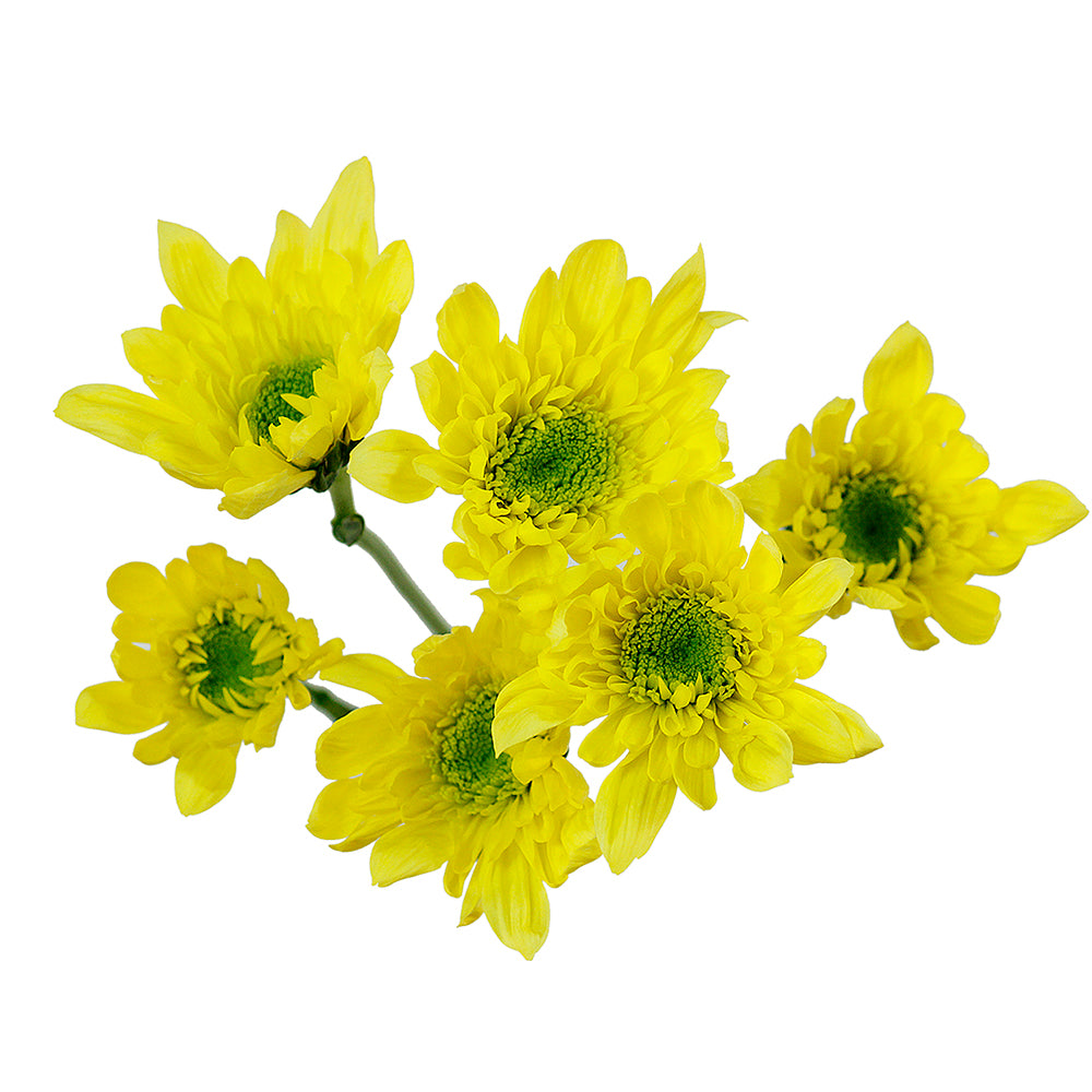 Pompon Novelty - Radost