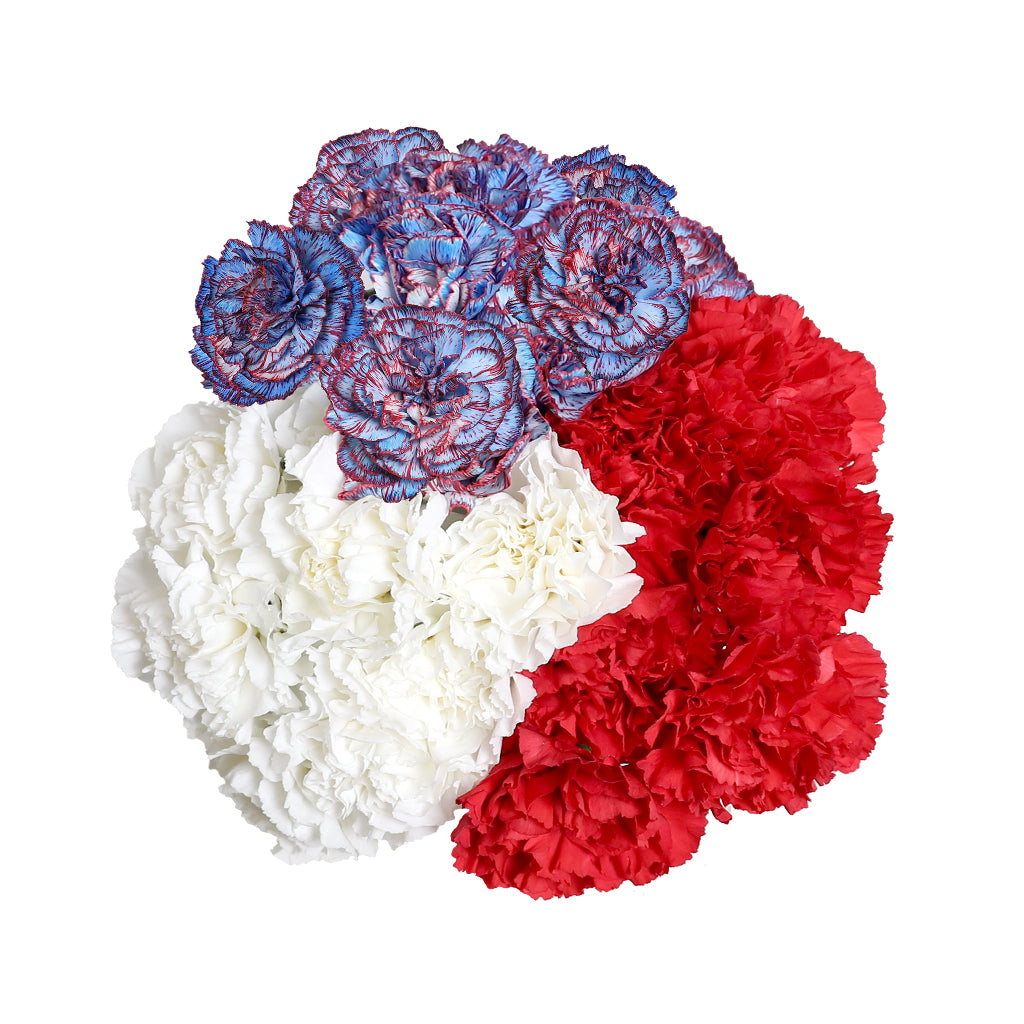 Carnation - Patriotic Red/White/Blue