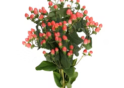 Hypericum Berries