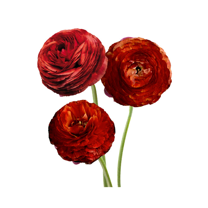 Ranunculus - Elegance/Standard- Cioccolato (Burgundy)