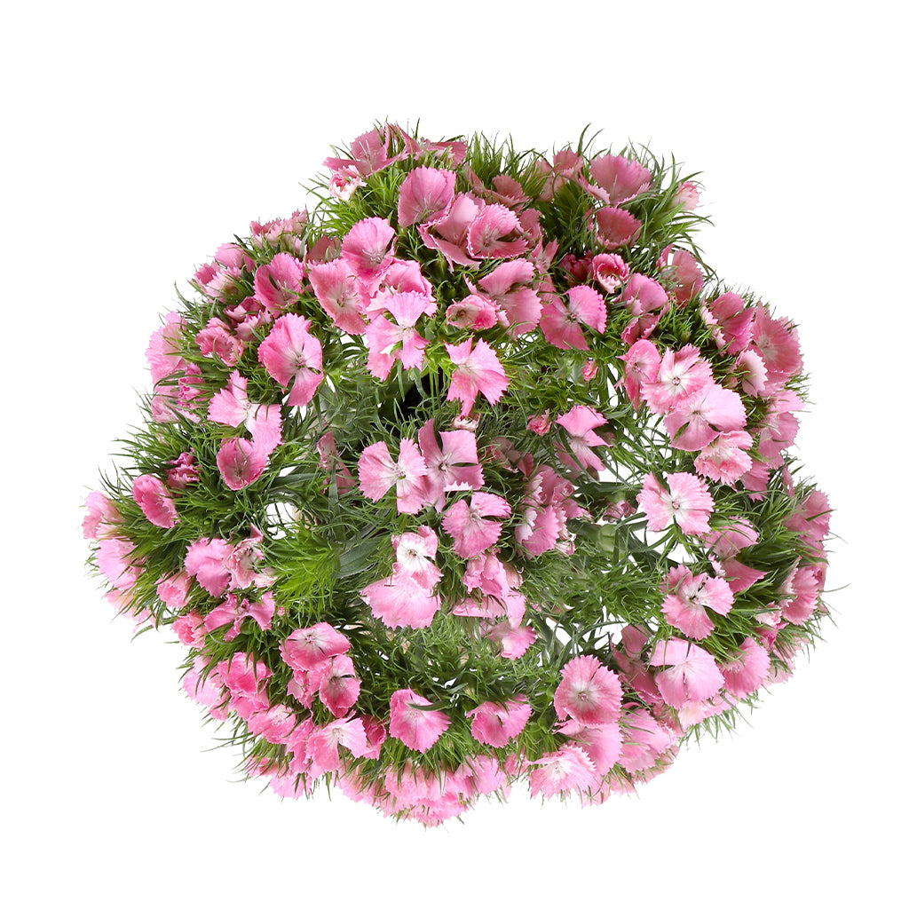 Dianthus - Pink