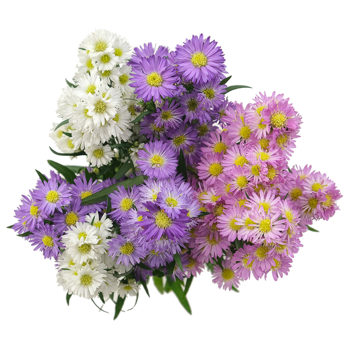Aster - Assorted (Carnival)