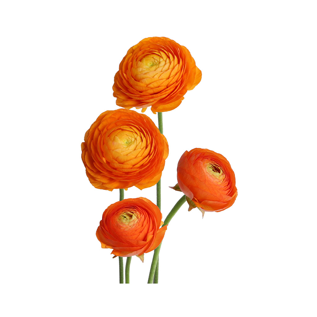 Ranunculus - Elegance/Standard- Orange