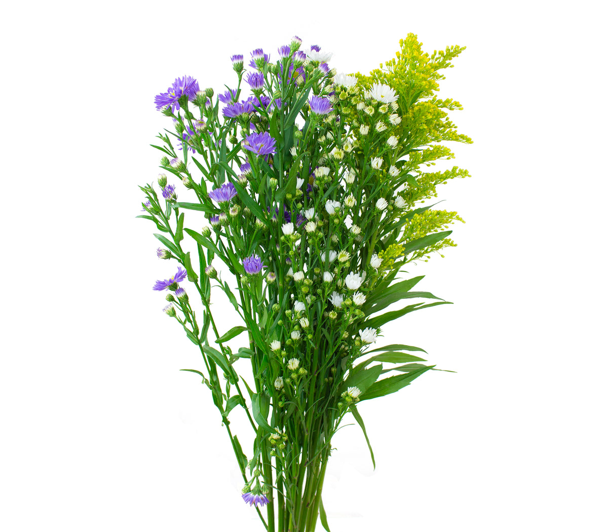 Aster - Assorted