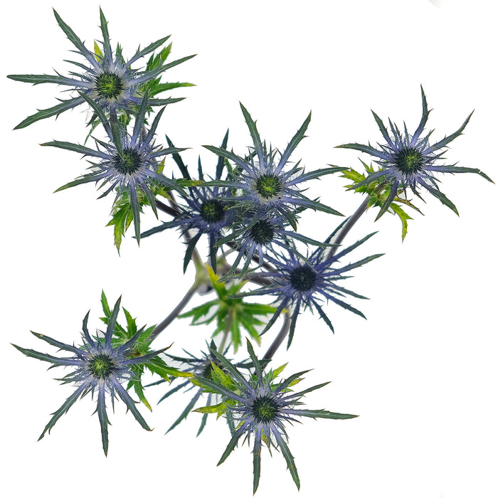 Eryngium - Alpino Blue