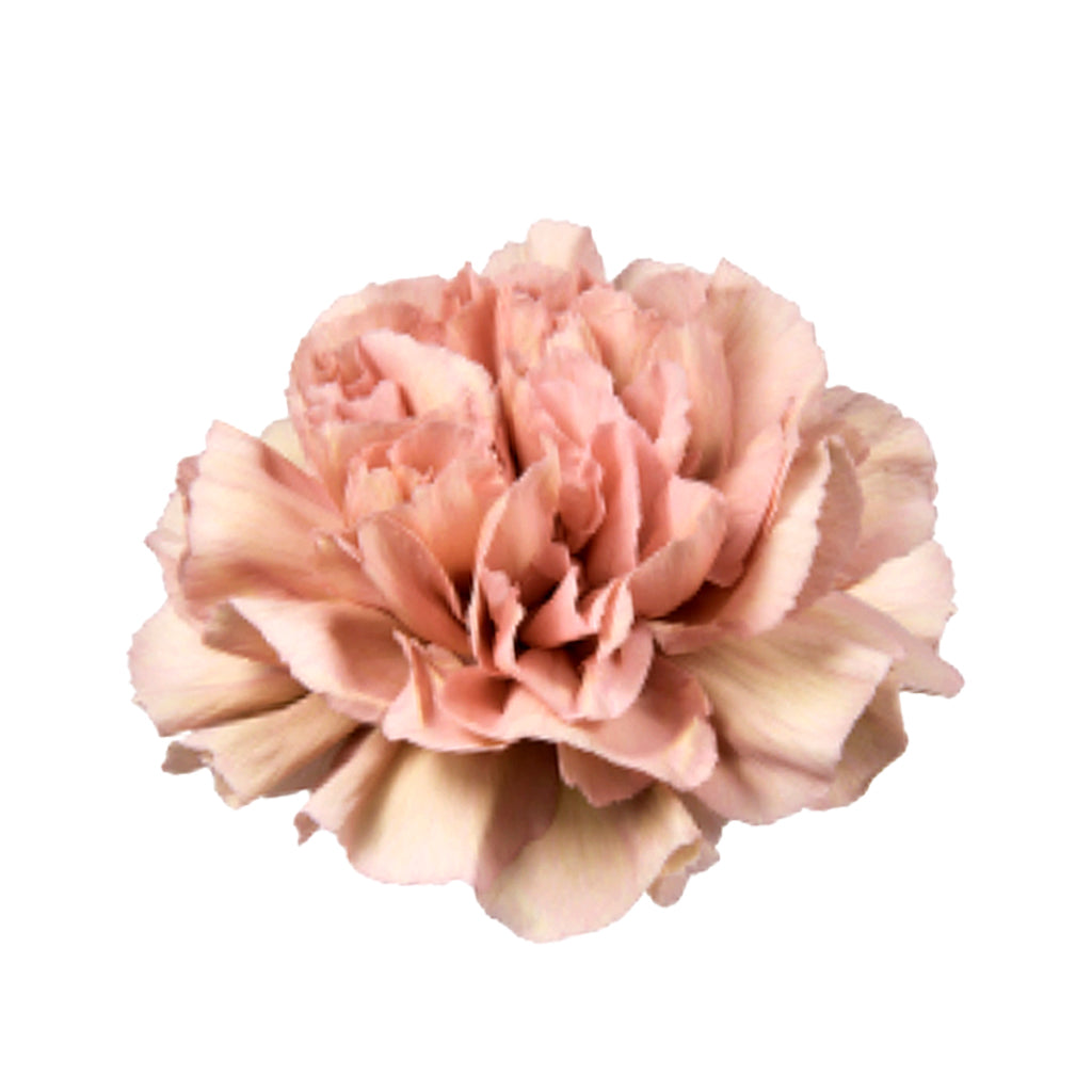 Carnation - Copacabana Peach