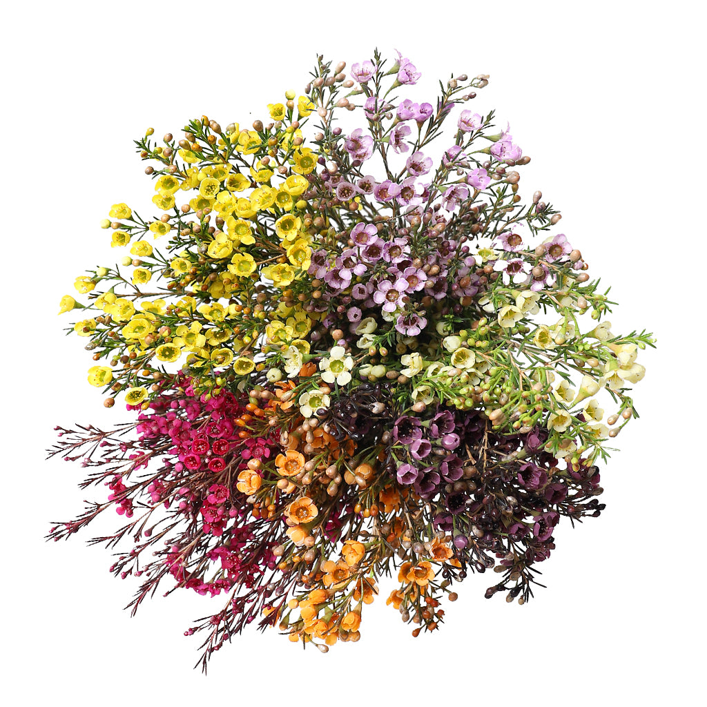 Wax Flower - Assorted