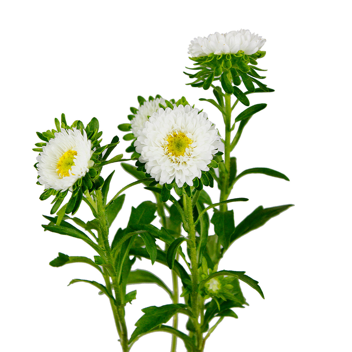 Solidago - Standard