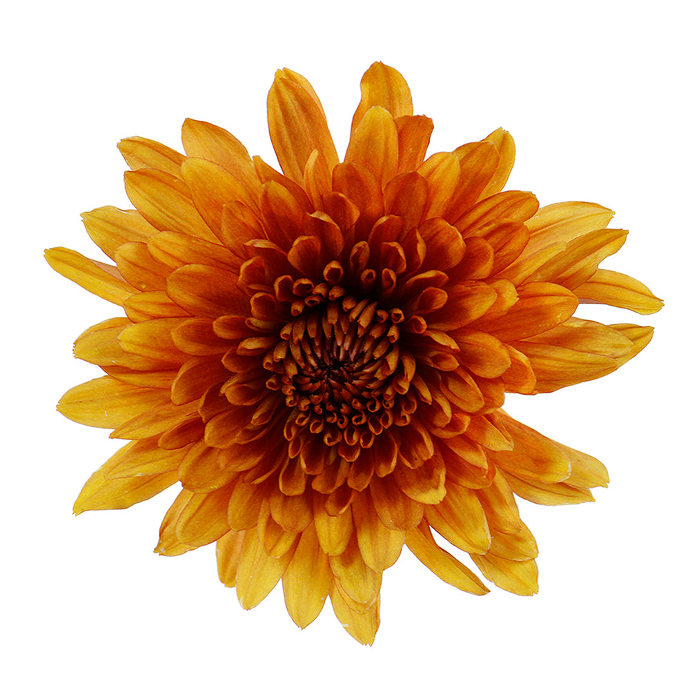 Disbud Mum - Bronze (Cooper)