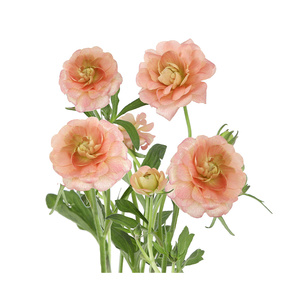 Butterfly Ranunculus - Eris Peach