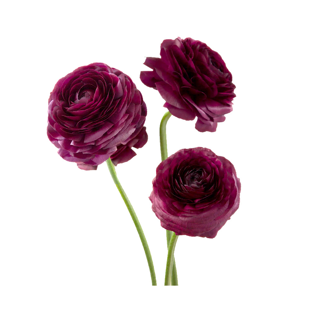 Ranunculus - Elegance/Standard- Dark Purple