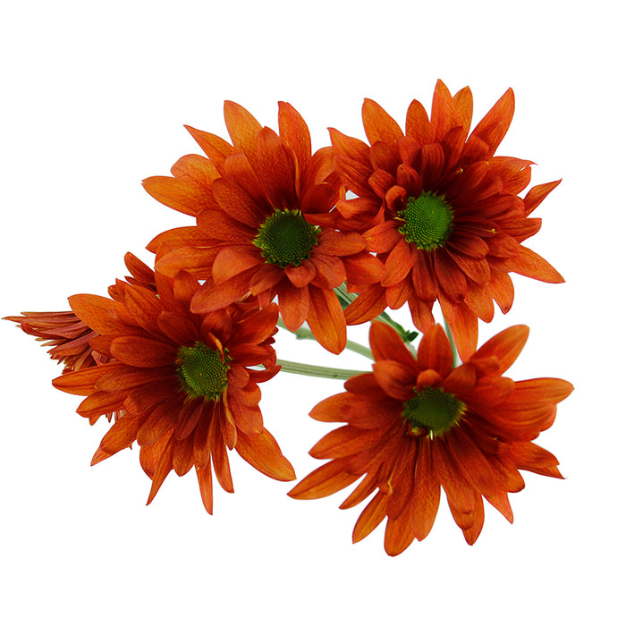 Pompon Novelty - Atlantis Orange