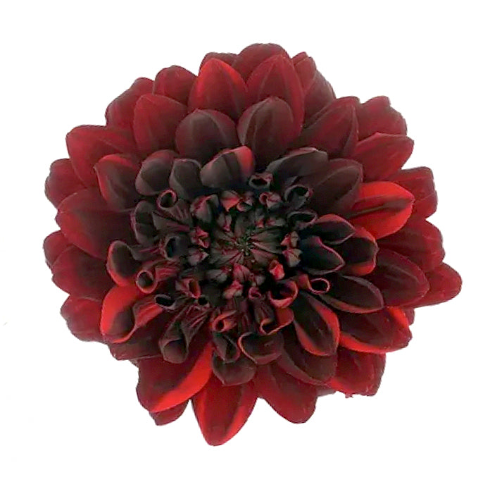 Dahlia - Chocolate